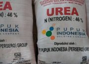 Pemerintah Berutang Rp 1 Triliun untuk Pembayaran Pupuk Subsidi