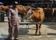 Jelang Hari Raya Idul Adha 1445 H, Diskanak Sumedang Siapkan Tim Kesehatan Hewan